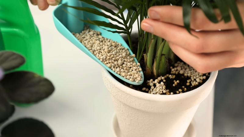Grow Ginger Indoors: A Complete 7-Step Guide | [Your Website Name]