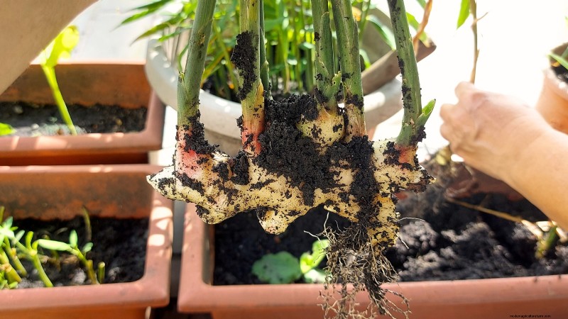 Grow Ginger Indoors: A Complete 7-Step Guide | [Your Website Name]