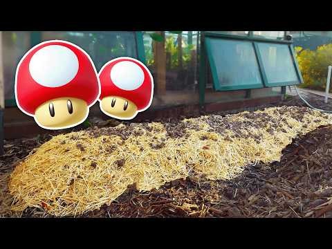 Grow Mushrooms at Home: 3 Simple & Effective Methods