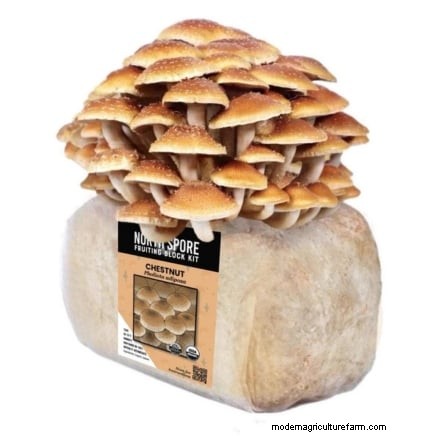 Grow Mushrooms at Home: 3 Simple & Effective Methods