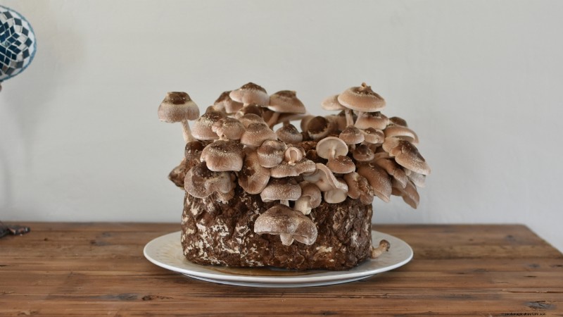 Grow Mushrooms at Home: 3 Simple & Effective Methods