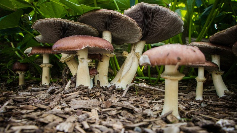Grow Mushrooms at Home: 3 Simple & Effective Methods