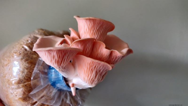 Grow Mushrooms at Home: 3 Simple & Effective Methods