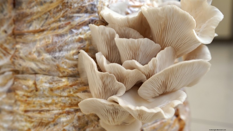 Grow Mushrooms at Home: 3 Simple & Effective Methods