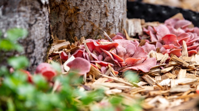 Grow Mushrooms at Home: 3 Simple & Effective Methods