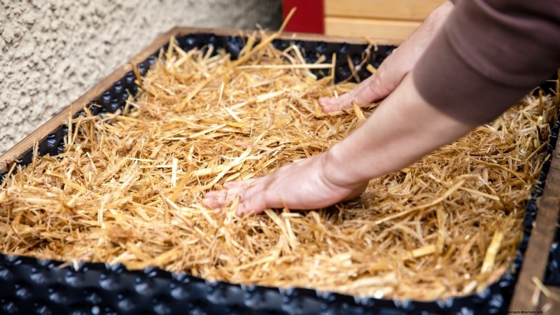 Grow Mushrooms at Home: 3 Simple & Effective Methods