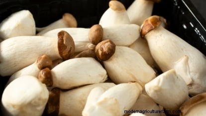 King Trumpet Mushrooms: A Comprehensive Guide to Growing at Home