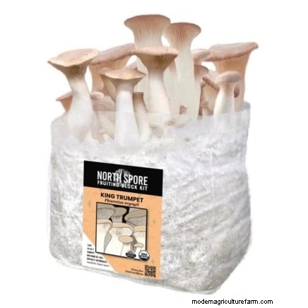 King Trumpet Mushrooms: A Comprehensive Guide to Growing at Home
