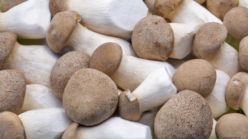 King Trumpet Mushrooms: A Comprehensive Guide to Growing at Home