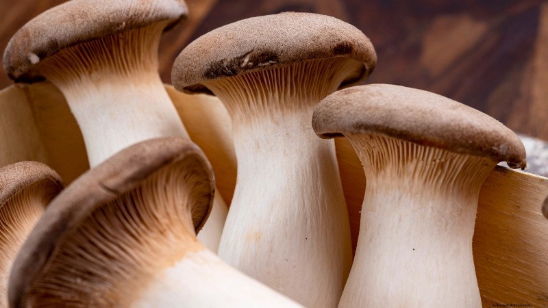 King Trumpet Mushrooms: A Comprehensive Guide to Growing at Home