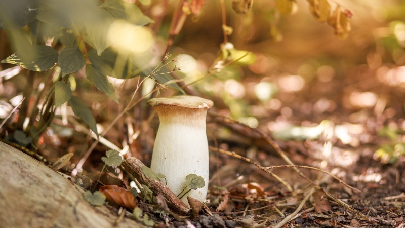 King Trumpet Mushrooms: A Comprehensive Guide to Growing at Home