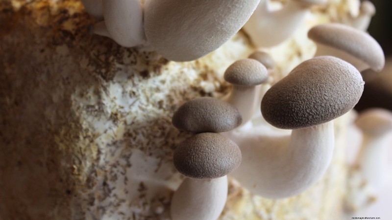 King Trumpet Mushrooms: A Comprehensive Guide to Growing at Home