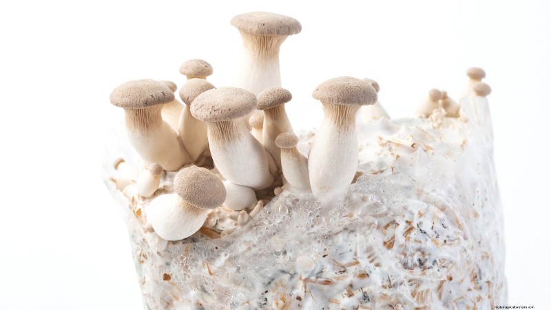 King Trumpet Mushrooms: A Comprehensive Guide to Growing at Home