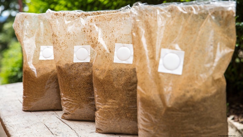 King Trumpet Mushrooms: A Comprehensive Guide to Growing at Home