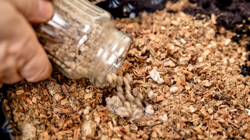 King Trumpet Mushrooms: A Comprehensive Guide to Growing at Home