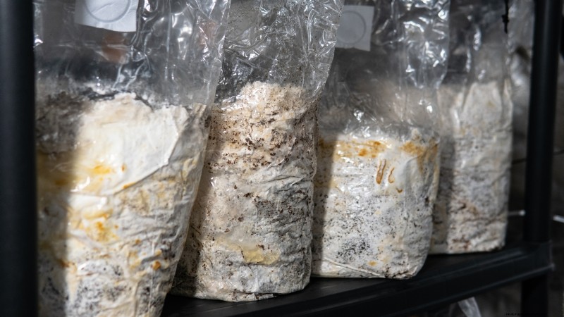King Trumpet Mushrooms: A Comprehensive Guide to Growing at Home