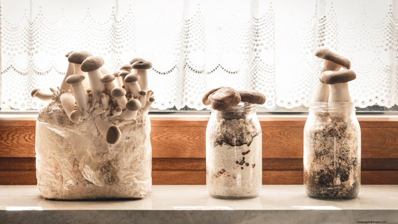 King Trumpet Mushrooms: A Comprehensive Guide to Growing at Home