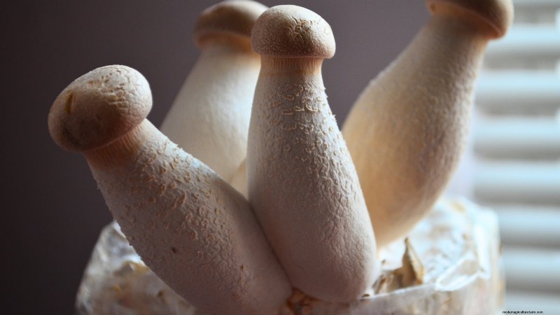 King Trumpet Mushrooms: A Comprehensive Guide to Growing at Home