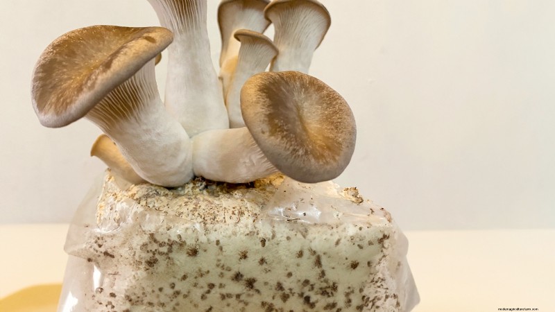 King Trumpet Mushrooms: A Comprehensive Guide to Growing at Home
