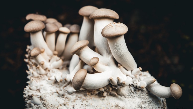 King Trumpet Mushrooms: A Comprehensive Guide to Growing at Home
