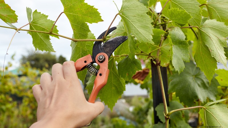 December Pruning: 11 Plants to Cut Back for Spring Health