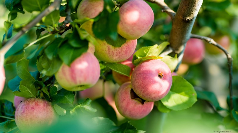December Pruning: 11 Plants to Cut Back for Spring Health