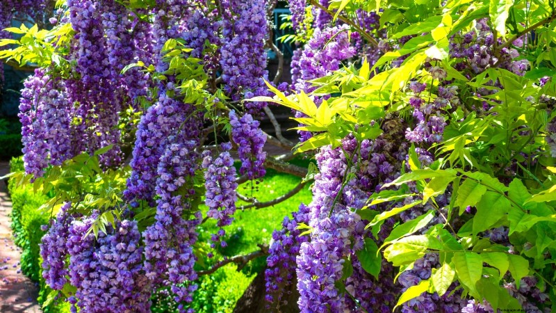 December Pruning: 11 Plants to Cut Back for Spring Health