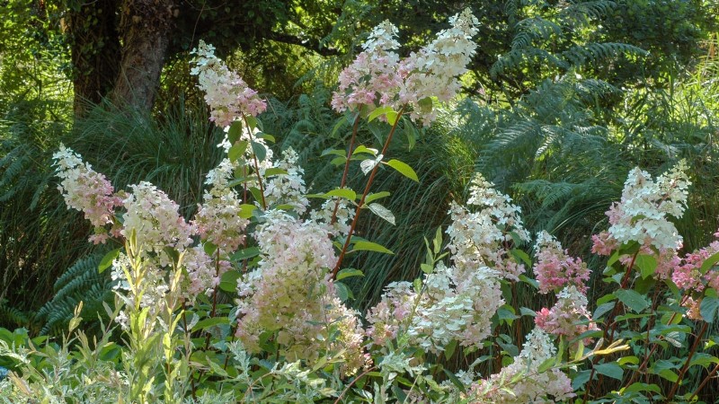 December Pruning: 11 Plants to Cut Back for Spring Health