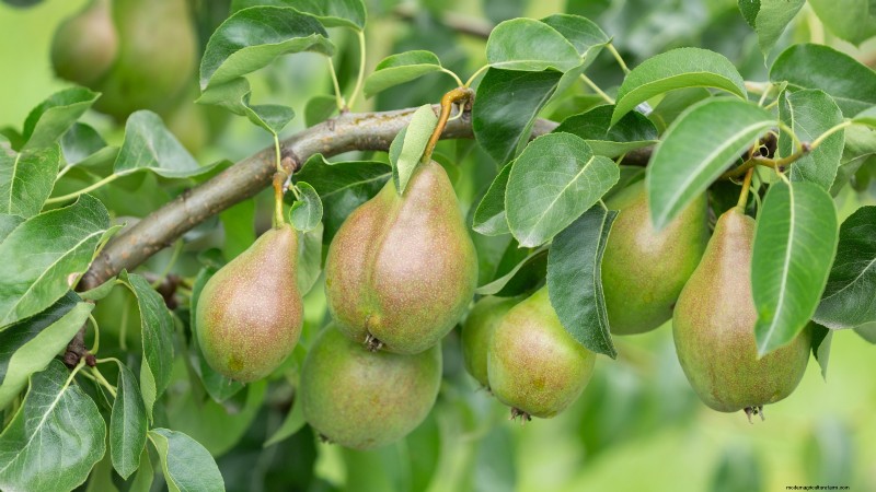 December Pruning: 11 Plants to Cut Back for Spring Health