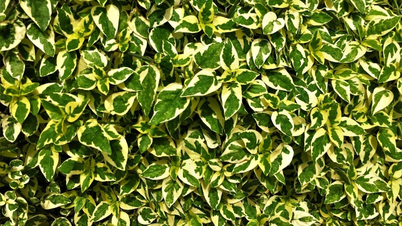 December Pruning: 11 Plants to Cut Back for Spring Health
