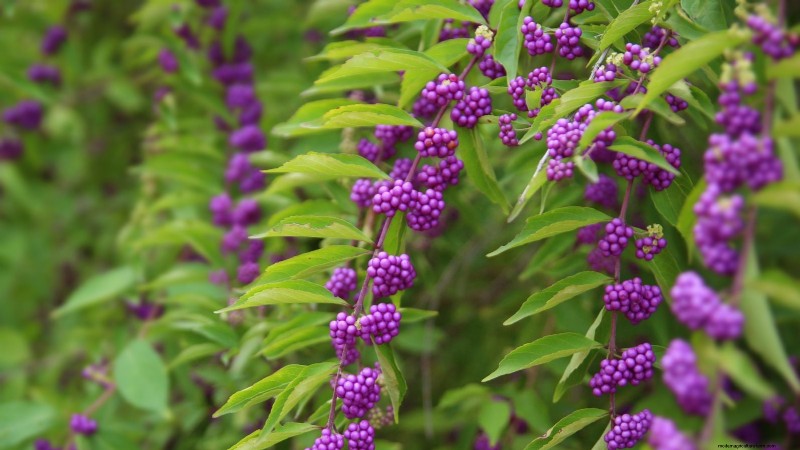 December Pruning: 11 Plants to Cut Back for Spring Health