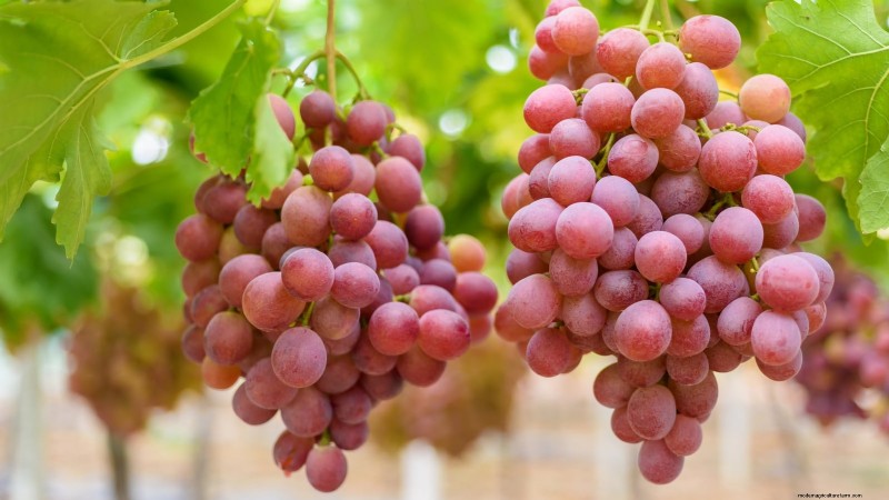 December Pruning: 11 Plants to Cut Back for Spring Health