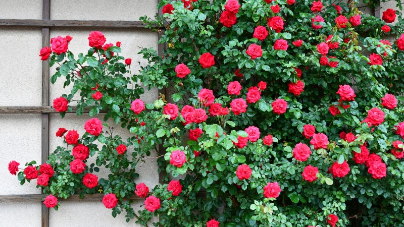 December Pruning: 11 Plants to Cut Back for Spring Health