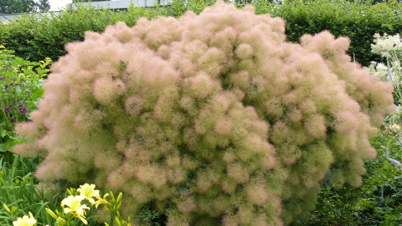 December Pruning: 11 Plants to Cut Back for Spring Health