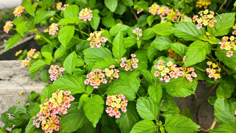 December Pruning: 11 Plants to Cut Back for Spring Health