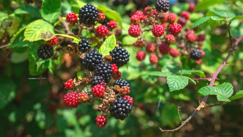 December Pruning: 11 Plants to Cut Back for Spring Health