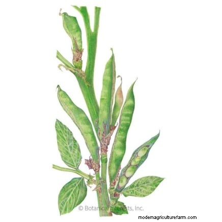 Winter Vegetables: 11 Cold-Hardy Greens to Plant Now