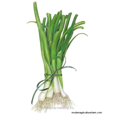 Winter Vegetables: 11 Cold-Hardy Greens to Plant Now