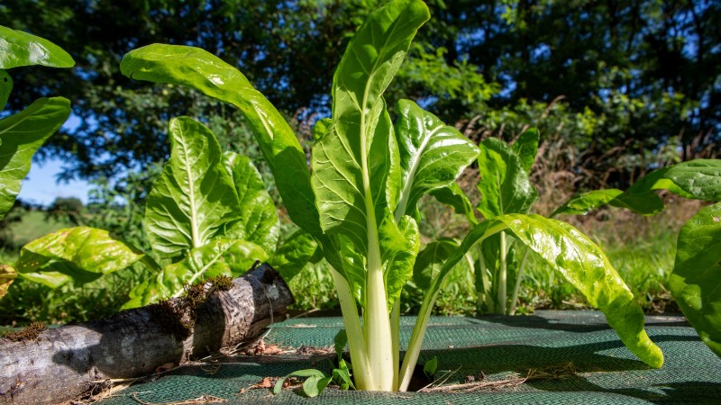 Winter Vegetables: 11 Cold-Hardy Greens to Plant Now