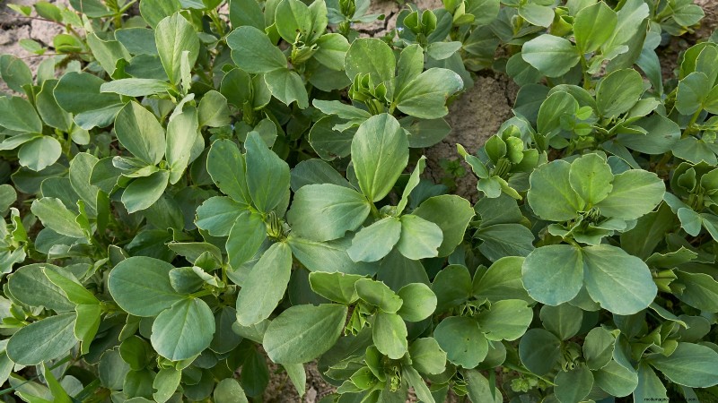 Winter Vegetables: 11 Cold-Hardy Greens to Plant Now