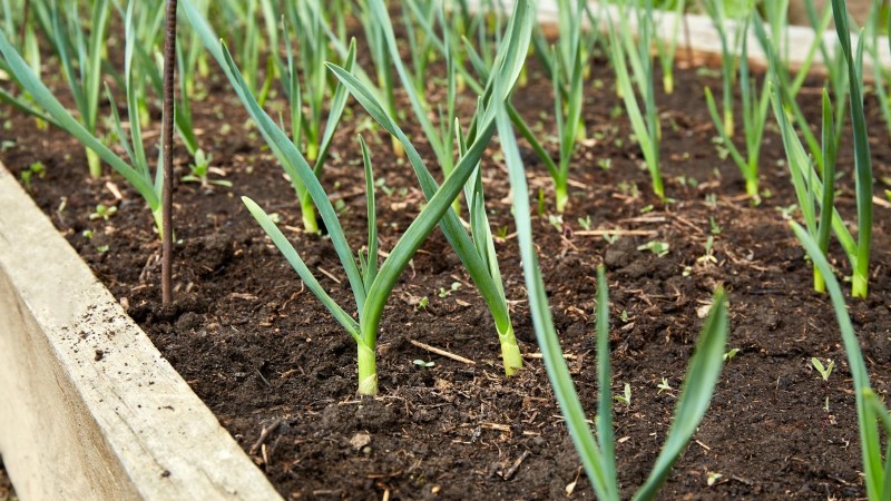 Winter Vegetables: 11 Cold-Hardy Greens to Plant Now
