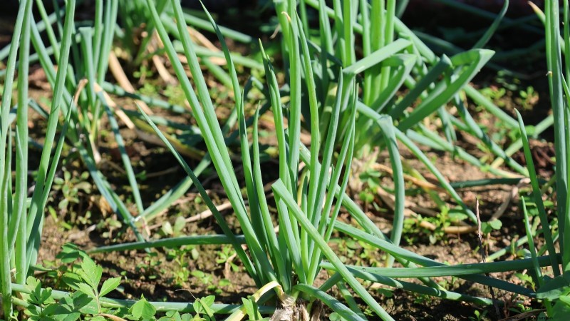 Winter Vegetables: 11 Cold-Hardy Greens to Plant Now