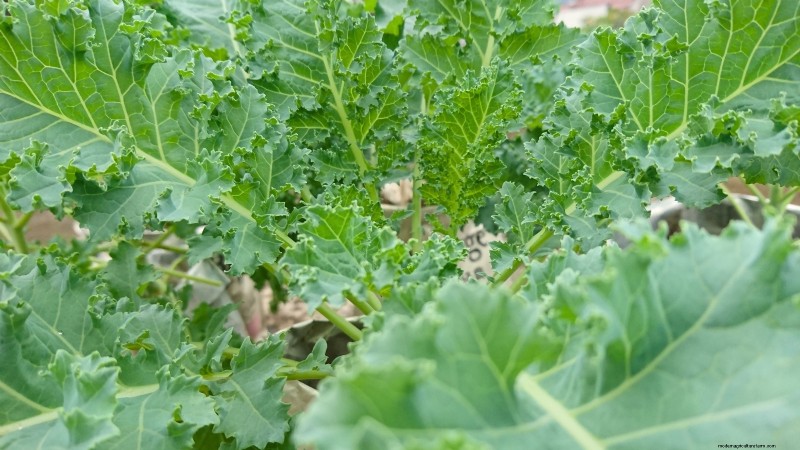 Winter Vegetables: 11 Cold-Hardy Greens to Plant Now