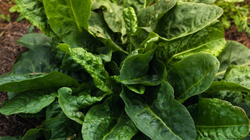 Winter Vegetables: 11 Cold-Hardy Greens to Plant Now