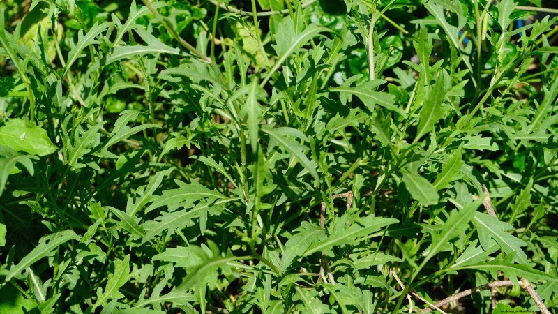 Winter Vegetables: 11 Cold-Hardy Greens to Plant Now