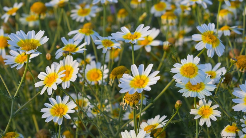 Winter Vegetables: 11 Cold-Hardy Greens to Plant Now
