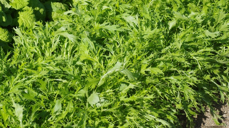 Winter Vegetables: 11 Cold-Hardy Greens to Plant Now