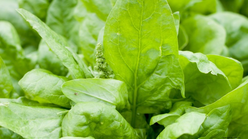 Winter Vegetables: 11 Cold-Hardy Greens to Plant Now
