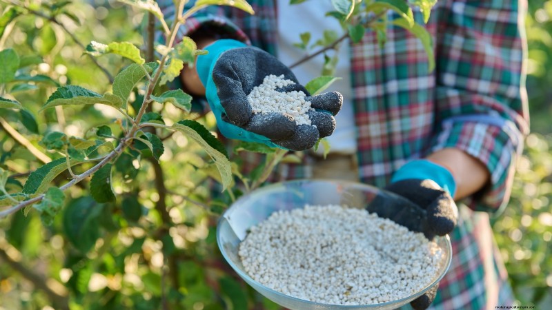 Protecting Your New Fruit Trees: Winter Care for First-Year Trees