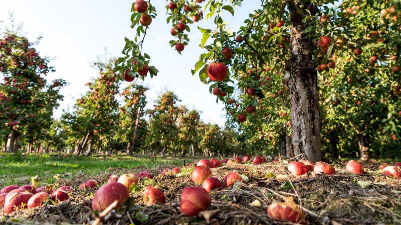 Protecting Your New Fruit Trees: Winter Care for First-Year Trees